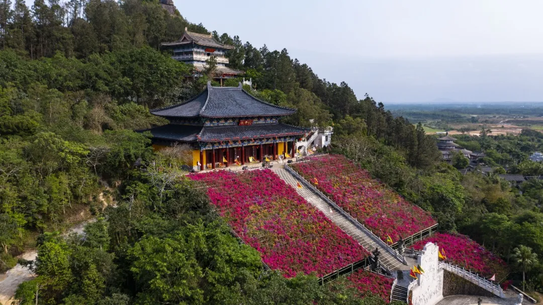 海南文笔峰｜三角梅盛放成海，赴一场热烈的春日之约